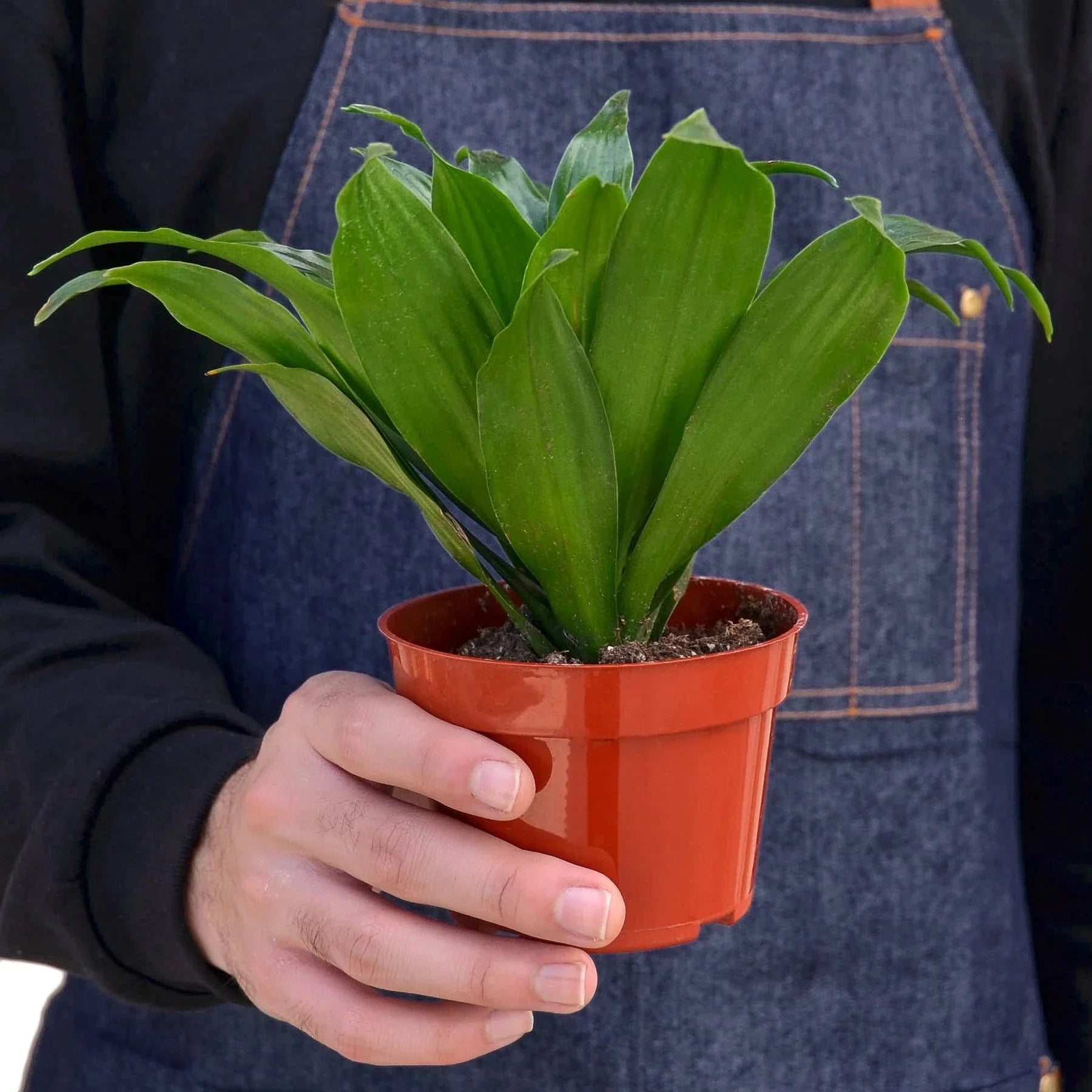 Dracaena 'Janet Craig' - photo 3