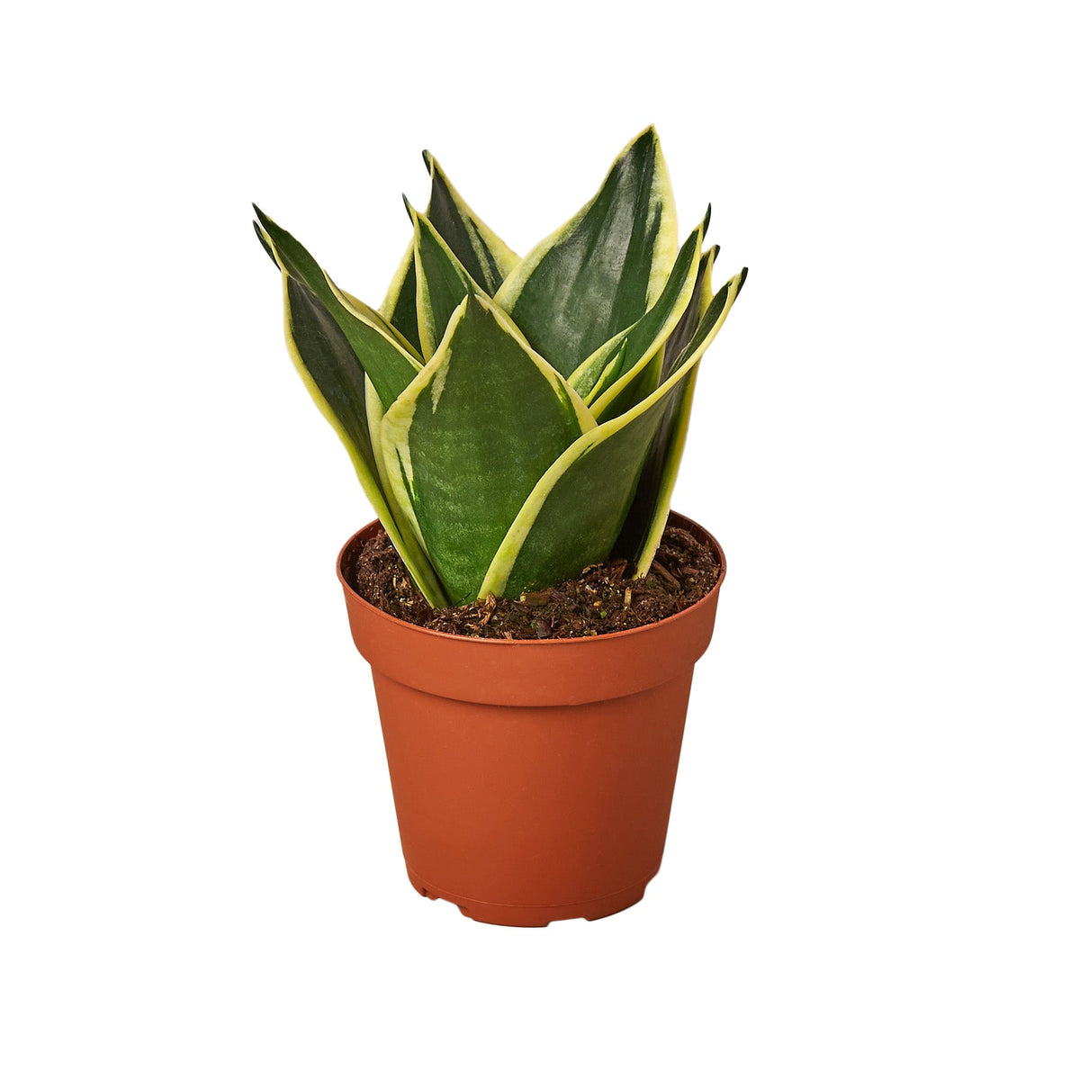 Snake Plant Black Gold live houseplant