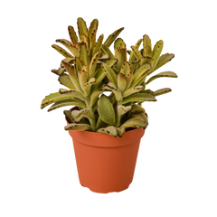 Kalanchoe Tomentosa 'Chocolate Soldier' Succulent live houseplant
