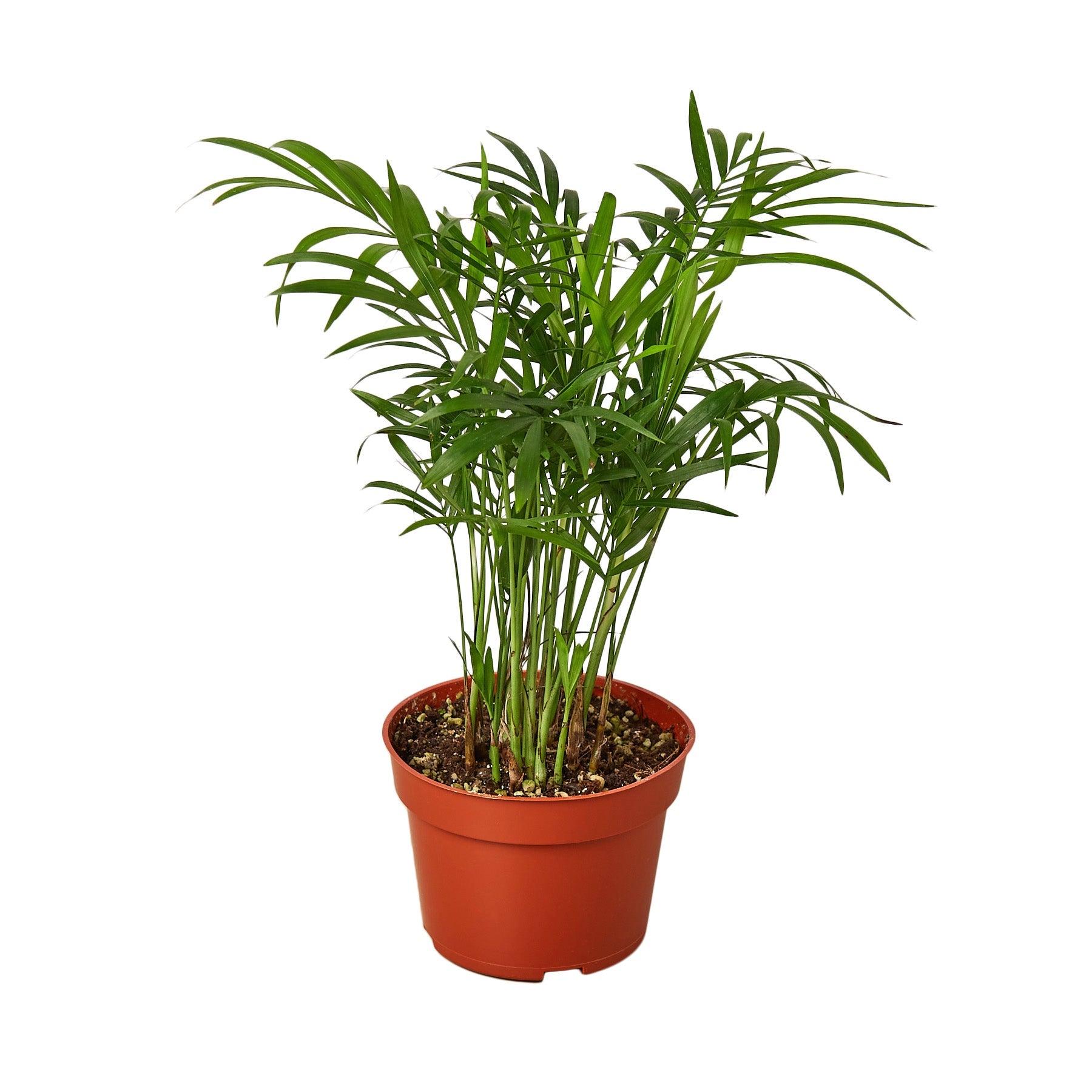 Parlor Palm - photo 2