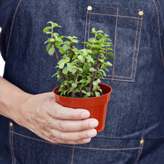 Succulent 'Elephant Bush' - photo 3