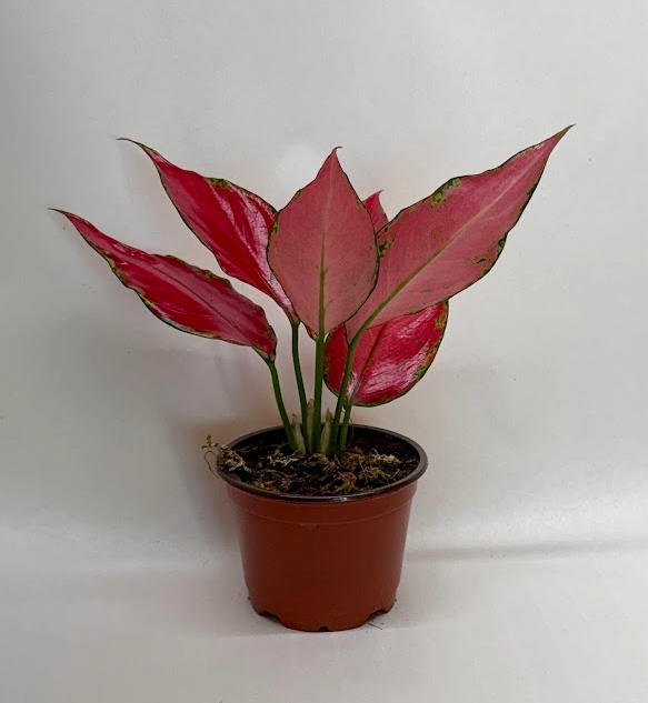 Chinese Evergreen 'Ruby Garuda' - photo 2