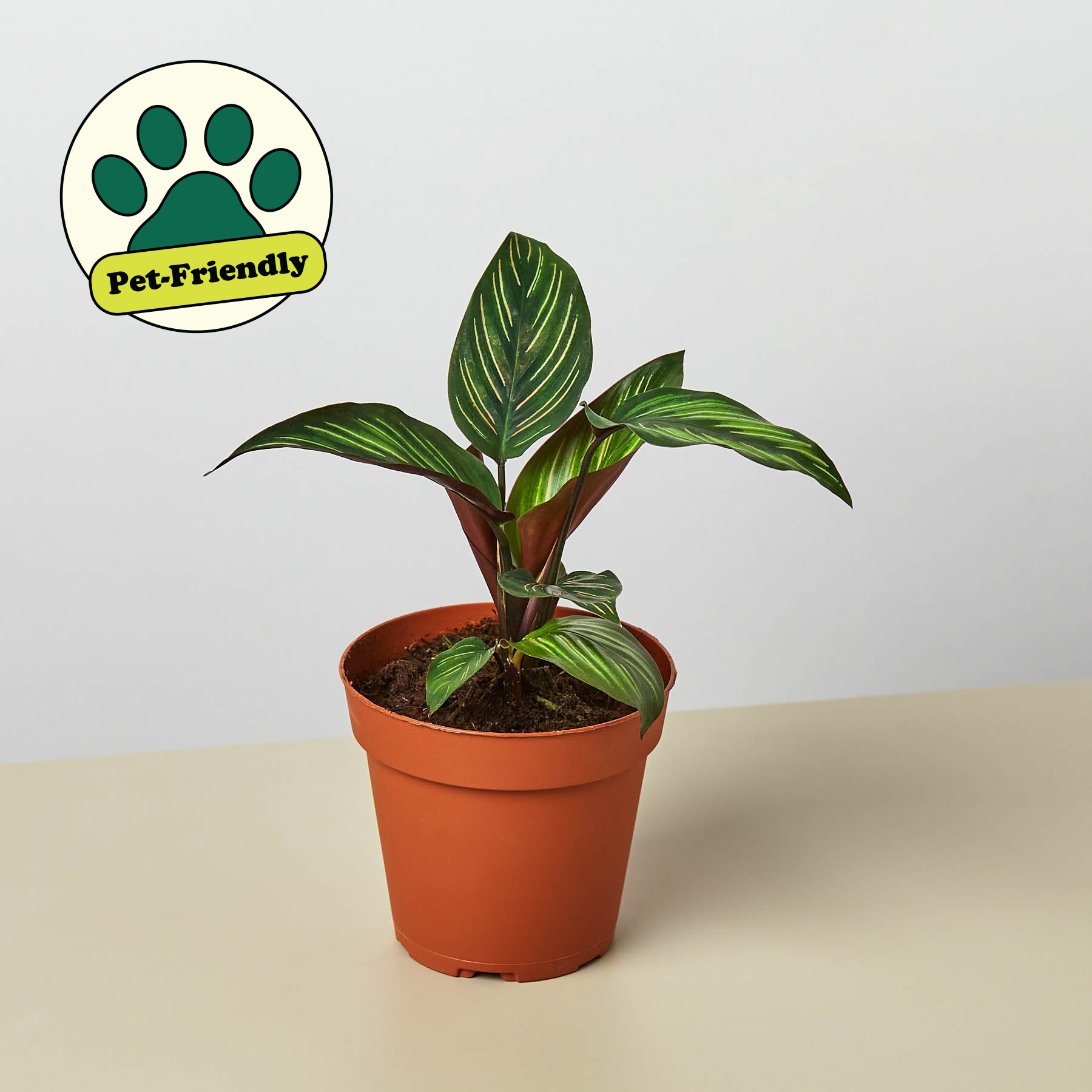 Calathea 'Beauty Star' live houseplant