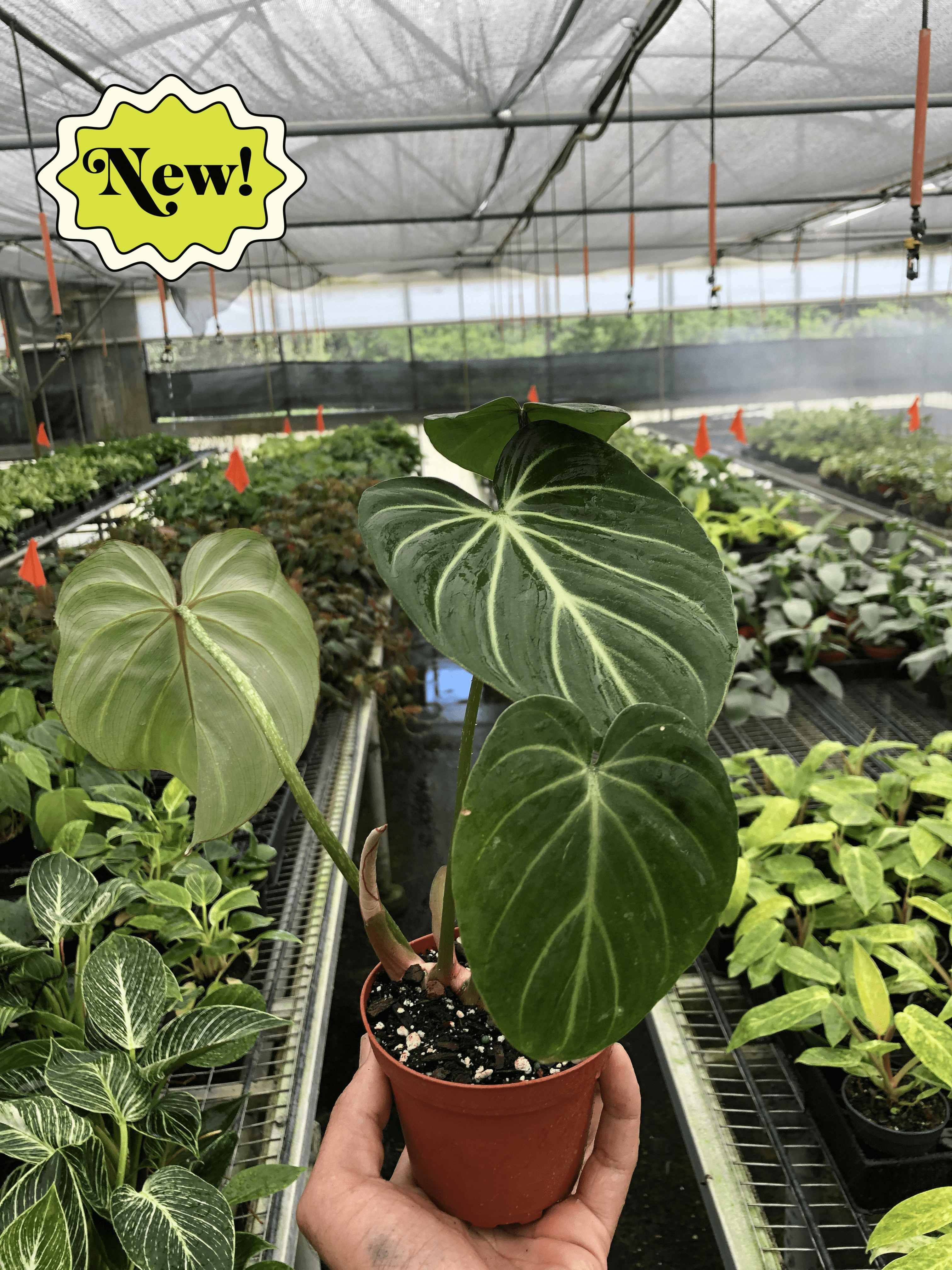 Philodendron Gloriosum - photo 2
