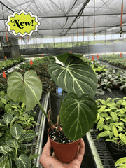 Philodendron Gloriosum - photo 2