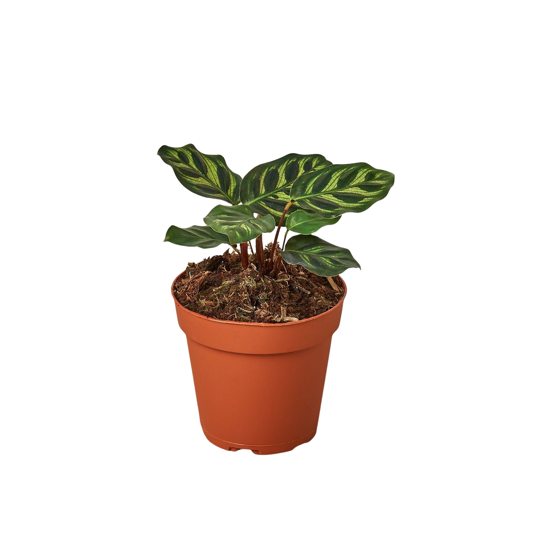 Calathea 'Makoyana' - photo 4