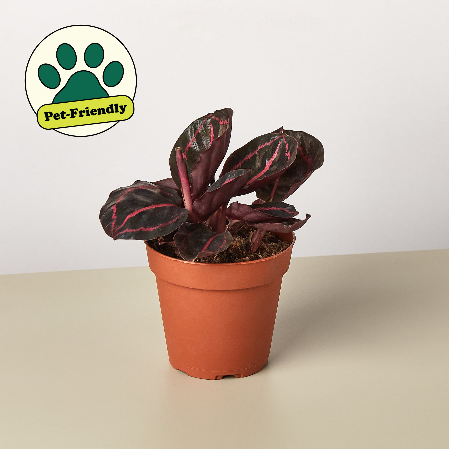 Calathea 'Dottie' - photo 5