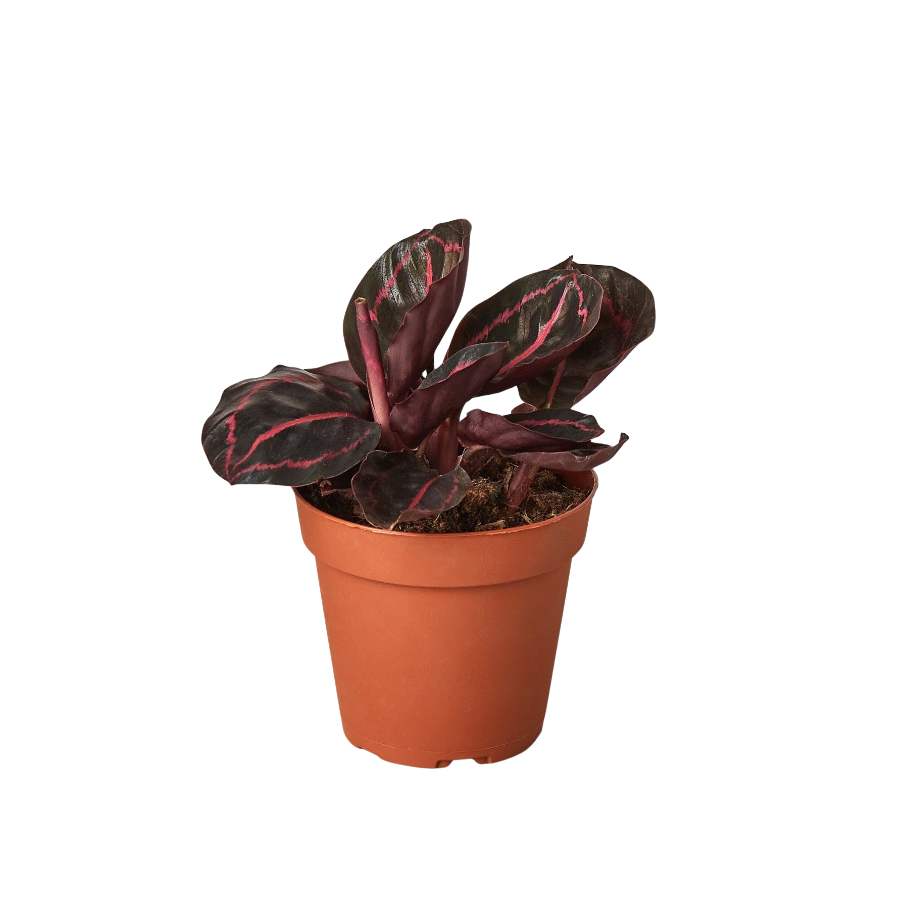 Calathea 'Dottie' - photo 4