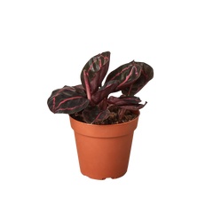 Calathea 'Dottie' - photo 4