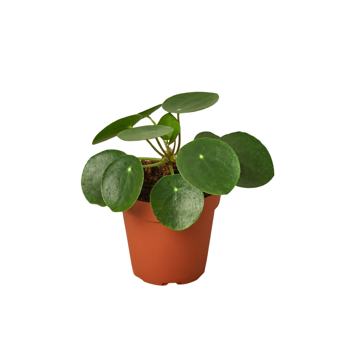 Pilea Peperomioides 'Chinese Money' live houseplant