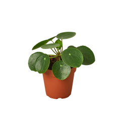 Pilea Peperomioides 'Chinese Money' live houseplant