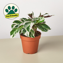 Calathea 'White Fusion' live houseplant