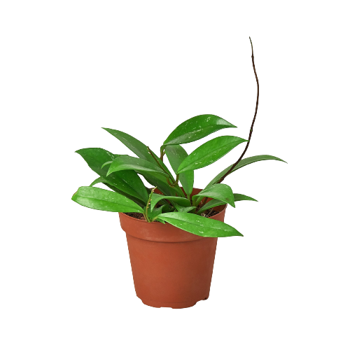 Hoya 'Publicalyx' live houseplant