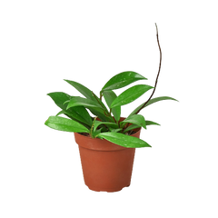 Hoya 'Publicalyx' live houseplant