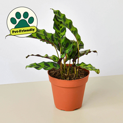 Calathea Lancifolia 'Rattlesnake' live houseplant