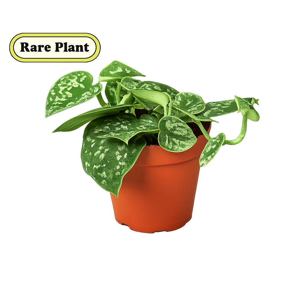 Pothos 'Satin' live houseplant