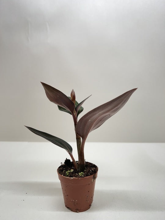 Ludisia Discolor - photo 3