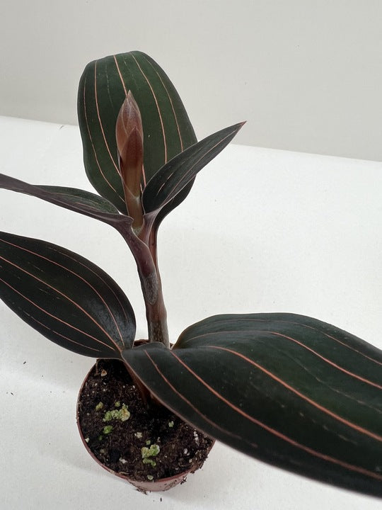 Ludisia Discolor - photo 2
