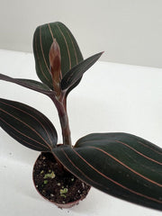 Ludisia Discolor - photo 2