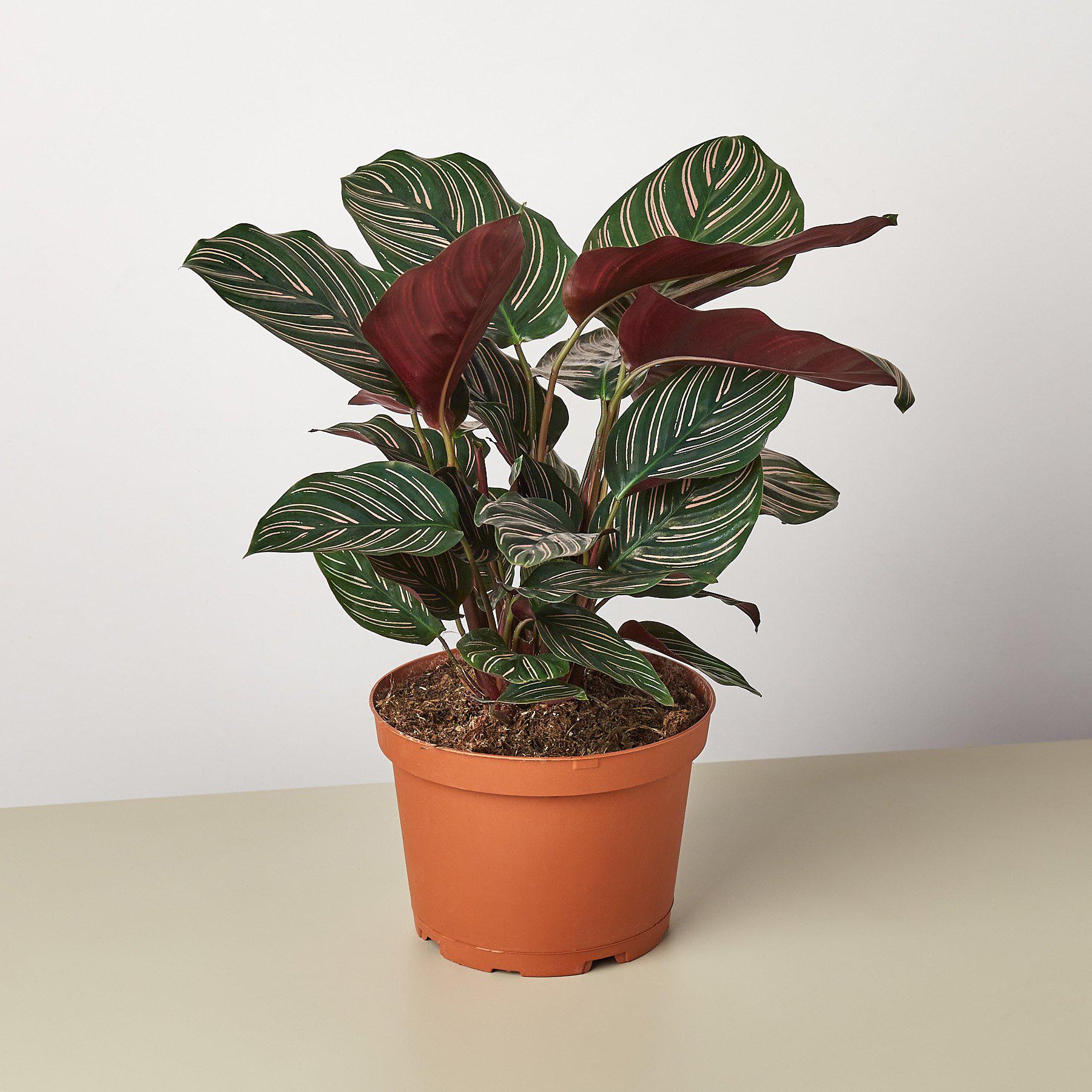Calathea 'Ornata' - photo 4